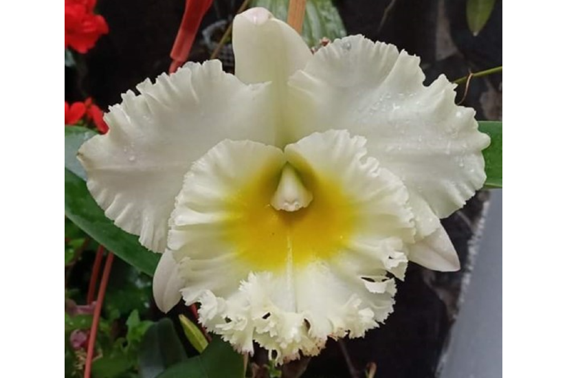 Rlc. Thaksina Diamond