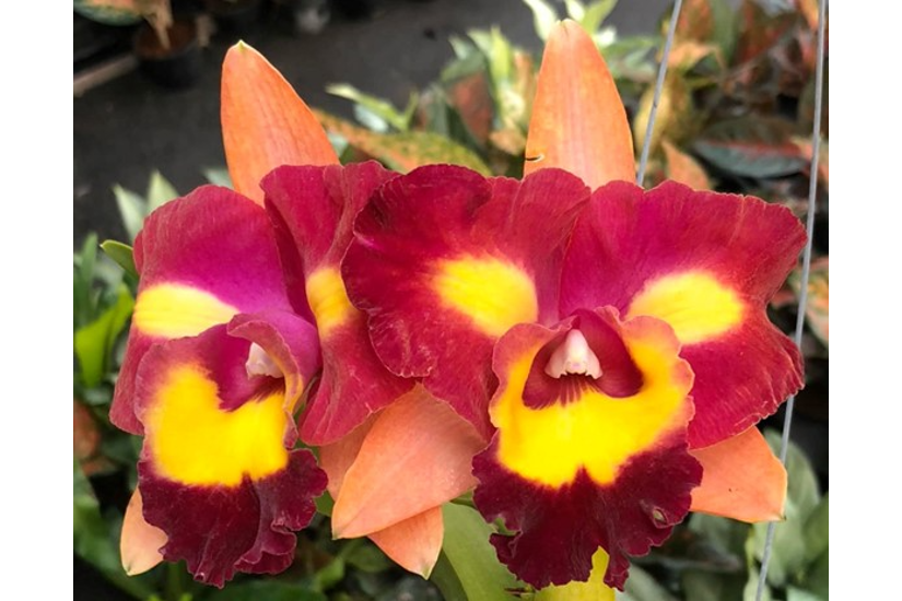 Rlc. Star Platinum