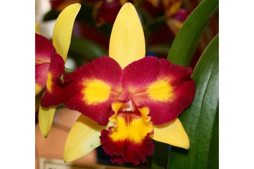 Rlc. Shin Shiang Diamond '#1'