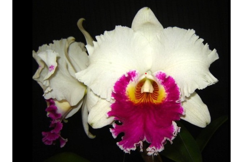 Rlc. Chian-Tzy Lass 'Ct Hosai'