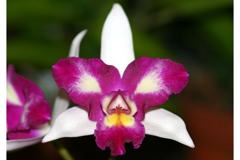 Rlc. Haw Yuan Beauty