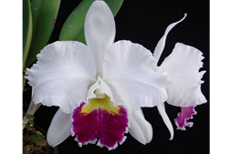 C. Mildred Rives 'Orchid Library'