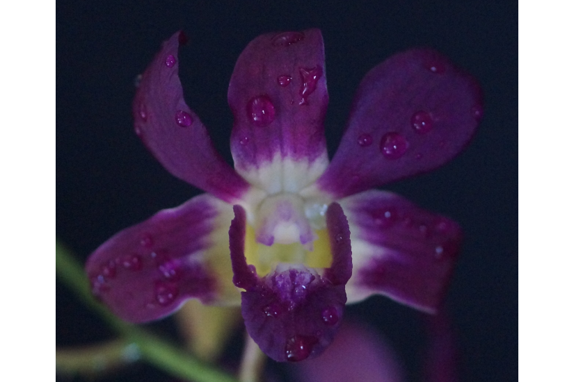 Den. Burana Sunshine - Gallery image thumbnail