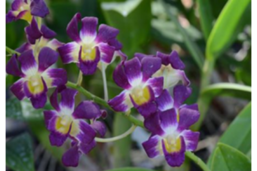 Den. Burana Sunshine