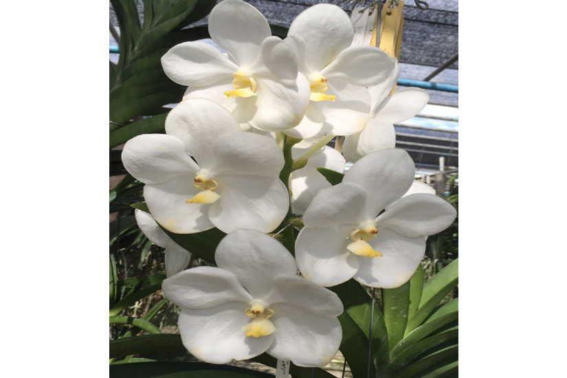 V. Nopporn White Diamond