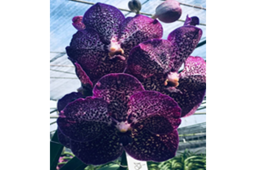 V. Pakchong Blue x V. Kulwadee Fragrance ' Blue'