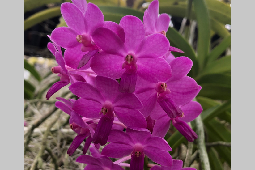 Van. Pine Rivers 'Pink'