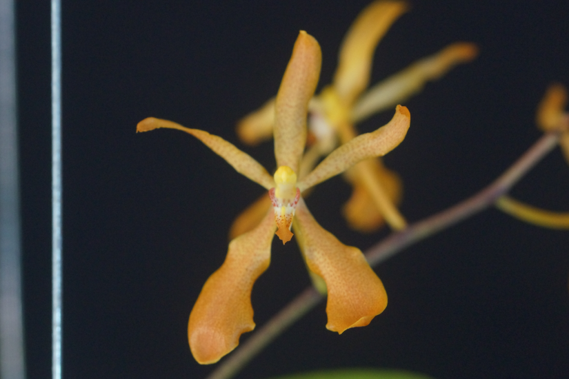 V. roeblingiana x Ren. vietnamensis