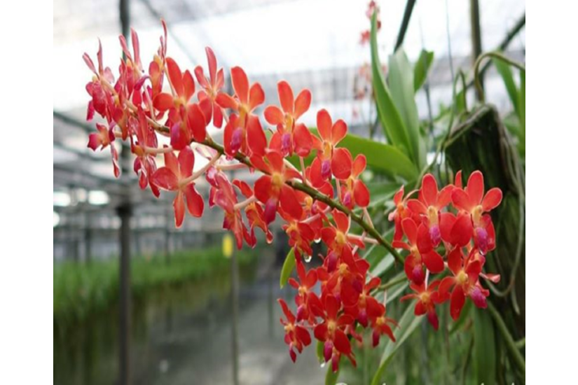 Rnst. Azimah x Prra. Bangkok Sunset