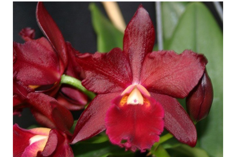 Ctt. Tutankamen 'Pop'