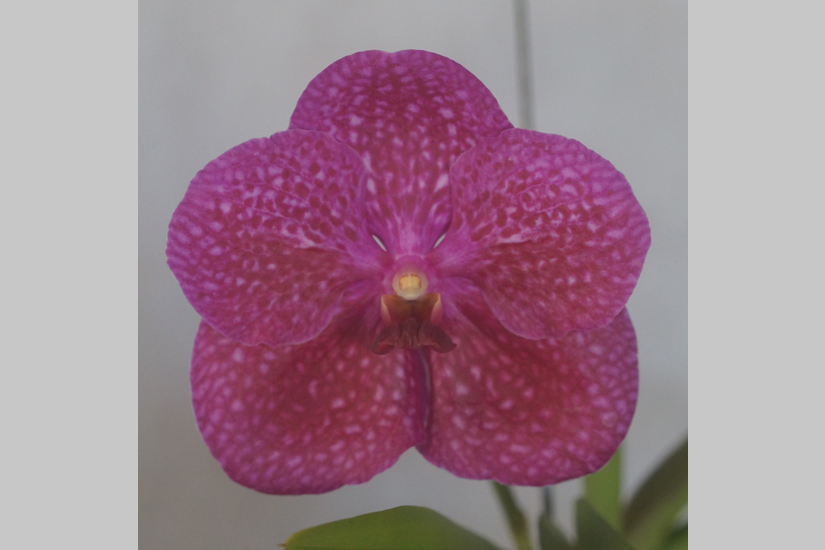 V. Kulwadee Fragrance x V. Kasem's Delight 'Red'