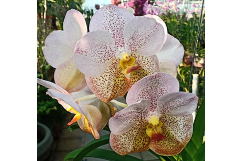 V. Boonyarit Diamond