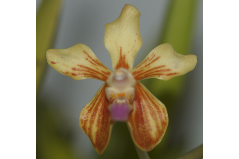 V. lamellata var. remediosae