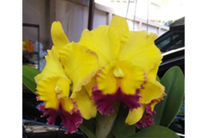 Rlc. Thongsuk Gold '#1'