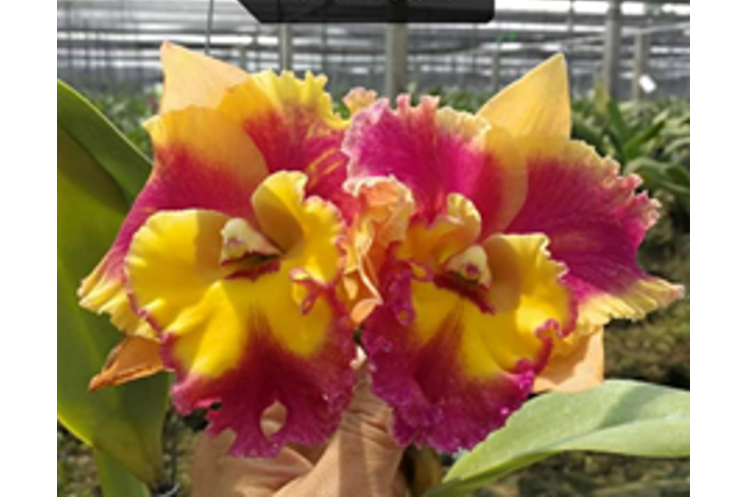 Rlc. Rungnapha Fancy 'Warm Welcome'