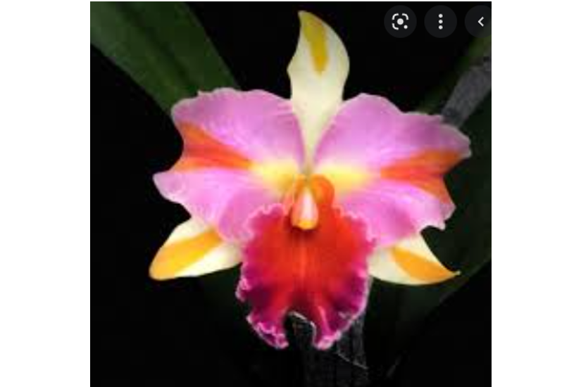 Rlc. Amazing Thailand 'Rainbow'