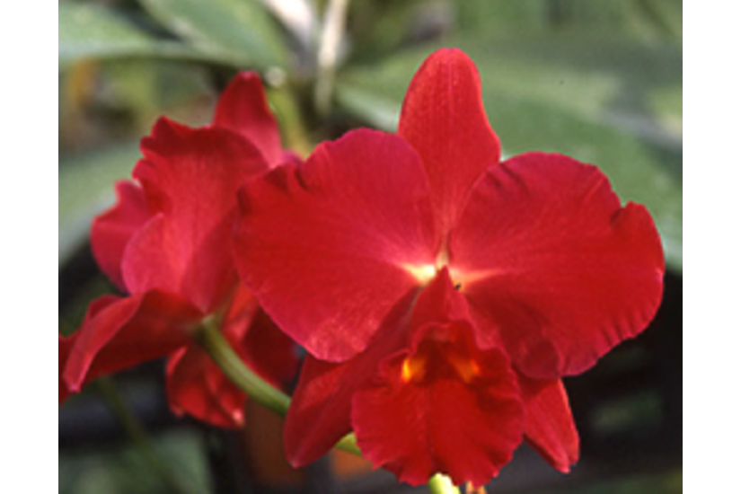 Rlc. Kozo's Scarlet 'Vi Emi'