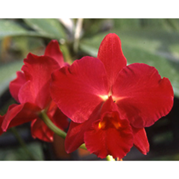 Rlc. Kozo's Scarlet 'Vi Emi'