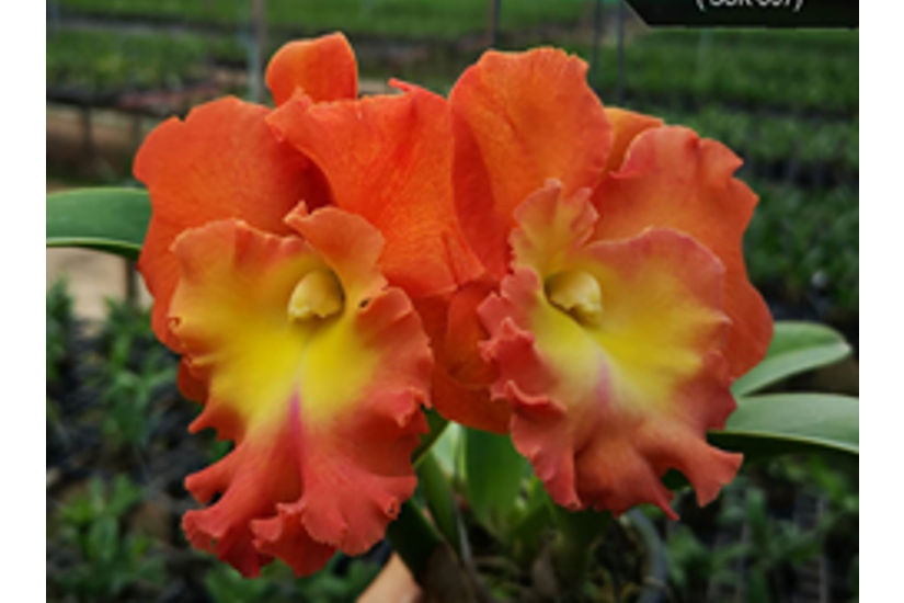 Rlc. Star of Siam