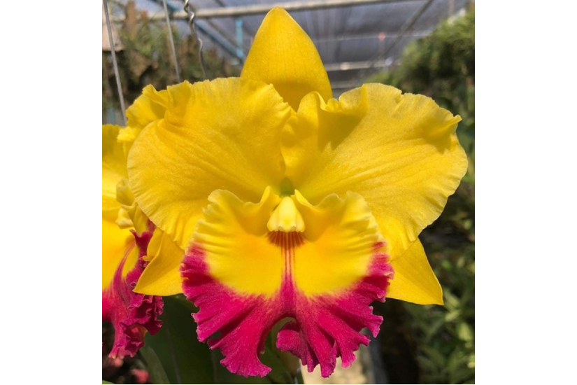 Rlc. Siam Dragon 'Golden Wind'