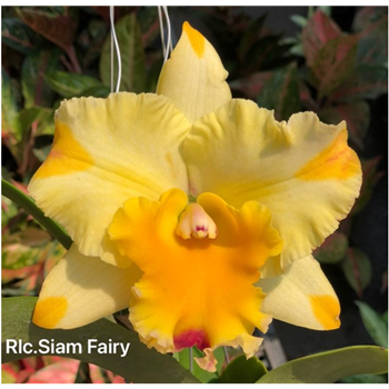 Rlc. Siam Fairy