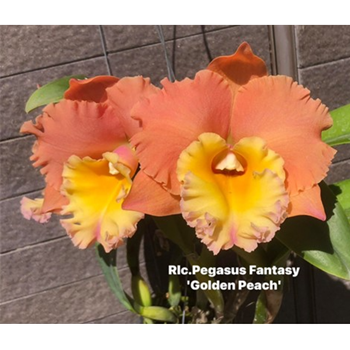 Rlc. Pegasus Fantasy 'Golden Peach'