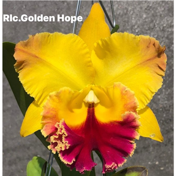 Rlc. Golden Hope