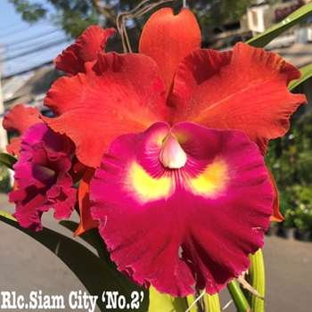 Rlc. Siam City 'No 2"