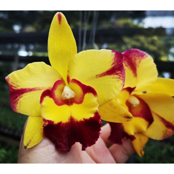 Rlc. Shang Ding Beauty