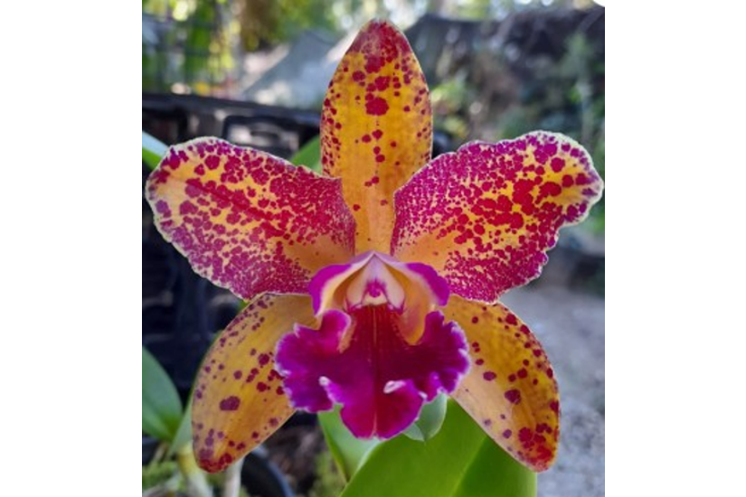 Feature image