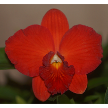 Rth. Coccispirit x Rth. Rosella Memories 'Robo'