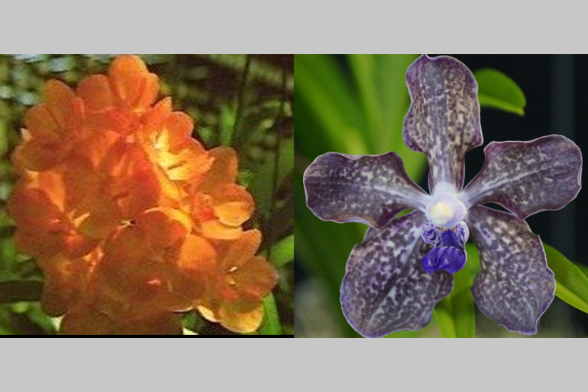 V. Jenny Doland x V. tessellata