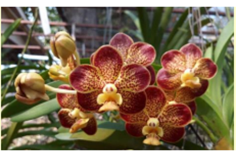 V. Wanna 'Galaxy' x V. tessellata