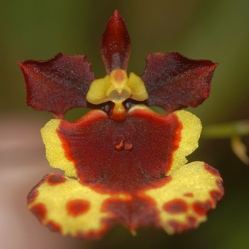 Tolu. Willowbank Way 'Oh So Nice' x Tolu. Capalaba Sun 'Yellow Glow'