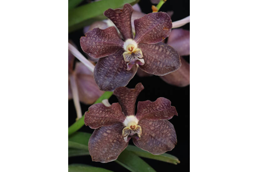 Van. Mini Palmer x V. denisoniana