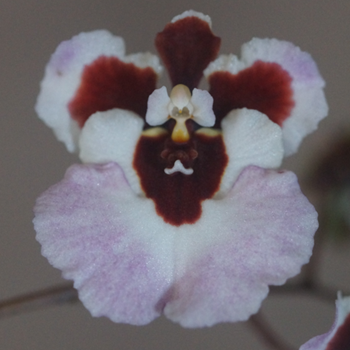 Rrm. Cabalaba Lady 'Petticoat' x Tolu. Ky-Elle's Dream 'Lavender Ice'