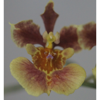 Tolu. Anthony Johnson 'Lee' x Rrm. Capalaba Gypsy 'Dark Pink'