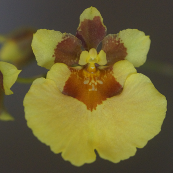 Tolu. Far Beach 'Yella' x Rrm. Capalaba Primrose 'Goldilocks'