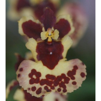 Rrm. Capalaba Primrose 'Goldilocks' x Tolu. Capalaba Queen 'Shapely'