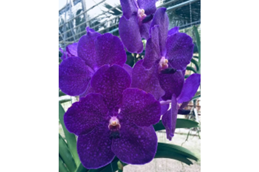 V. Memoria Katherine McCartney