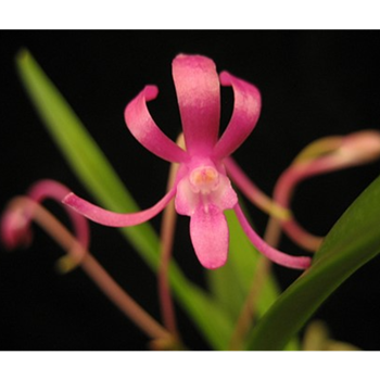 V. falcata 'Pink'