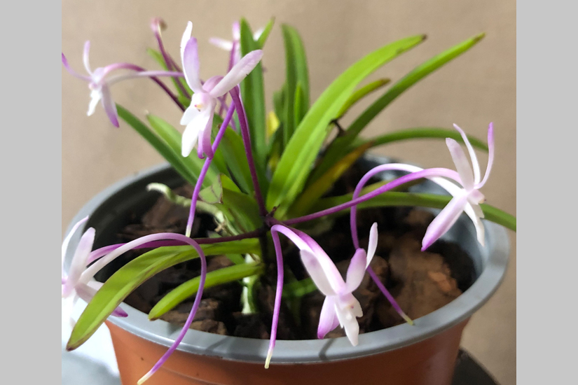 V. falcata 'Pink'