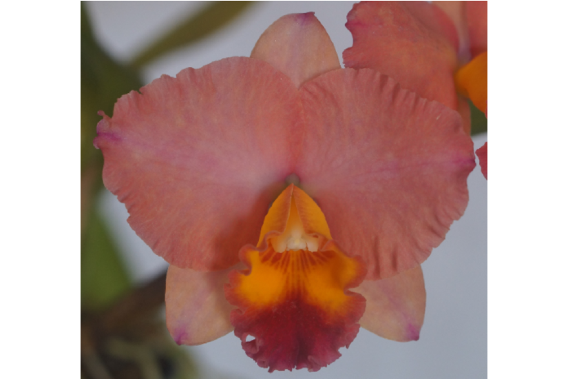 C. Final Touch 'Mendenhall'