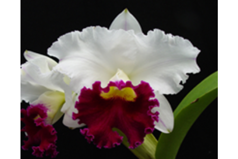 C. Chyong Guu Swan 'Ruby Lip'