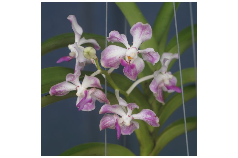 Feature image