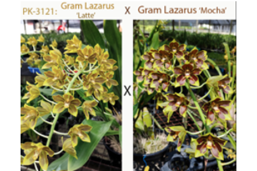 Gram. Lazarus 'Latte' x Gram. Lazarus 'Mocha'