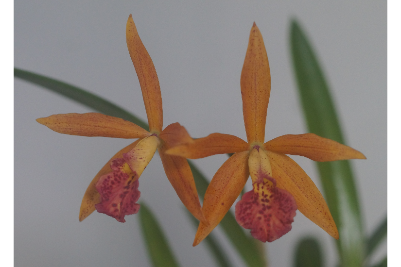 Bc. Rustic Spots '#3'