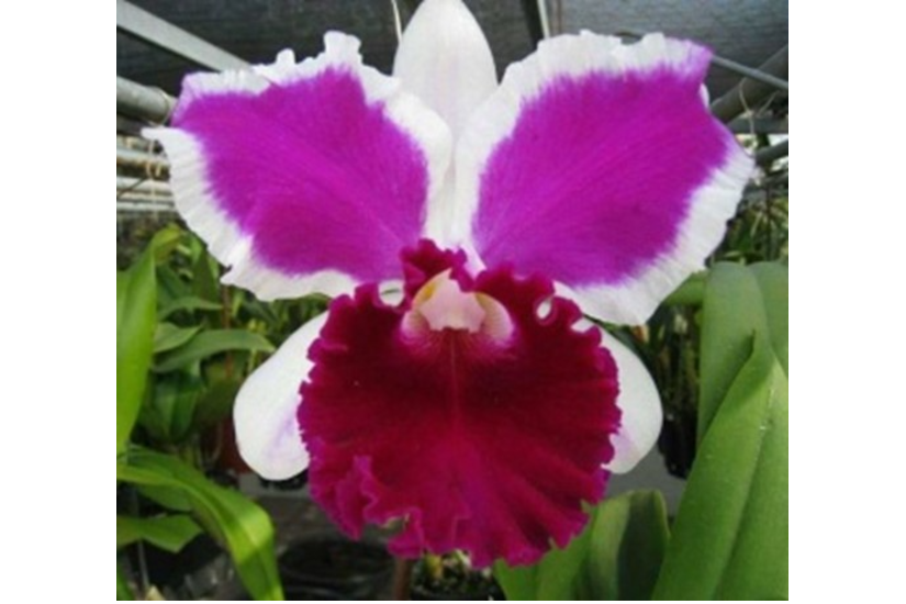 C. NSA Big China 'Big Chin'