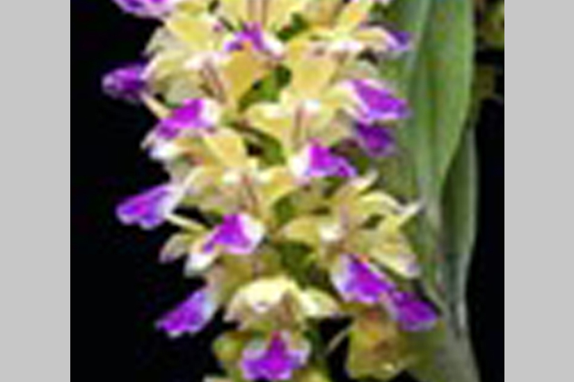 Aer. houlletiana 'Dark'