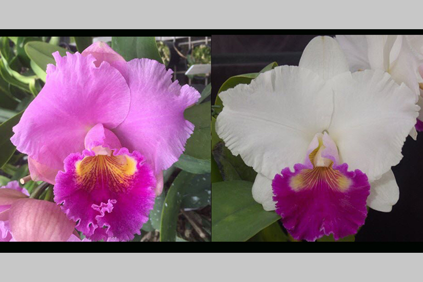 Rlc. Dal's Reign 'Monty' x Rlc. Lyn Evans